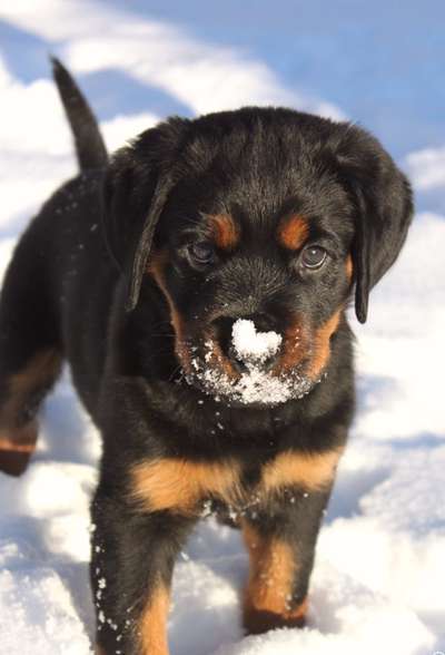 Foto's und Hundemodels-Beitrag-Bild