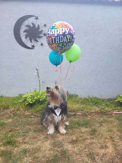 Dogorama Photo Challenge: Ein Bild zum 4. Geburtstag-Beitrag-Bild