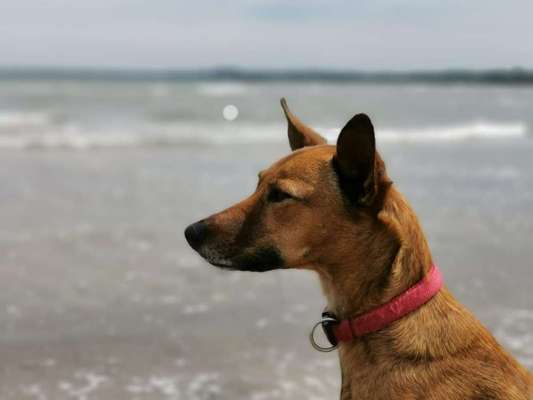 Podencomischling oder Podenco-Beitrag-Bild