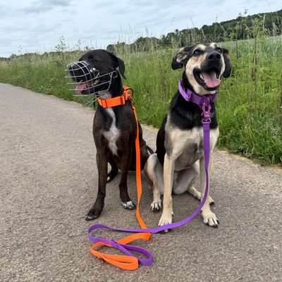Hundetreffen-Spazieren/training/spielen-Bild