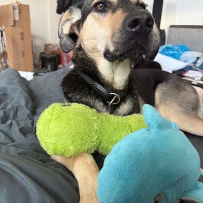 Hundetreffen-Spiel treffen-Bild