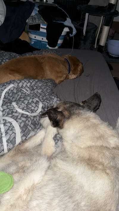 Hundetreffen-Spiel und Training-Bild