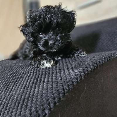 Hundetreffen-Gassi-Lernbuddy gesucht-Bild