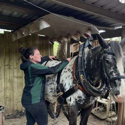 Hundetreffen-Spazieren, Training und Spielen
