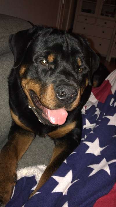 Rottweiler-Beitrag-Bild