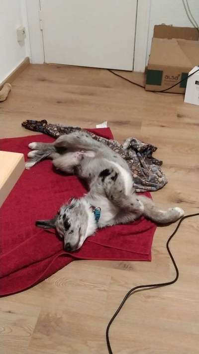 Die Dogorama Wochen Challenge-Beitrag-Bild