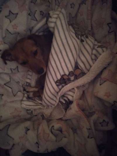 Geschlossene Hundebox immer Tierschutzwiedrig?-Beitrag-Bild