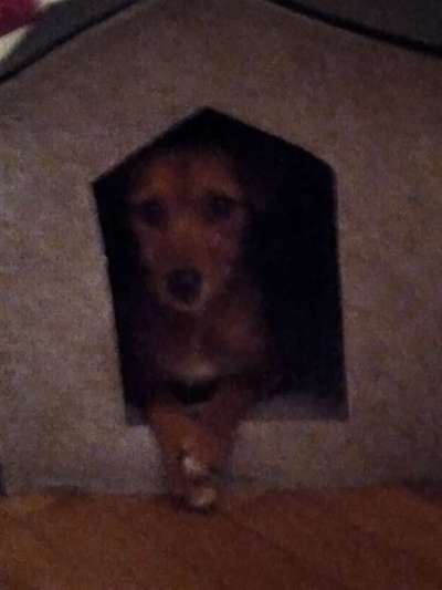 Geschlossene Hundebox immer Tierschutzwiedrig?-Beitrag-Bild