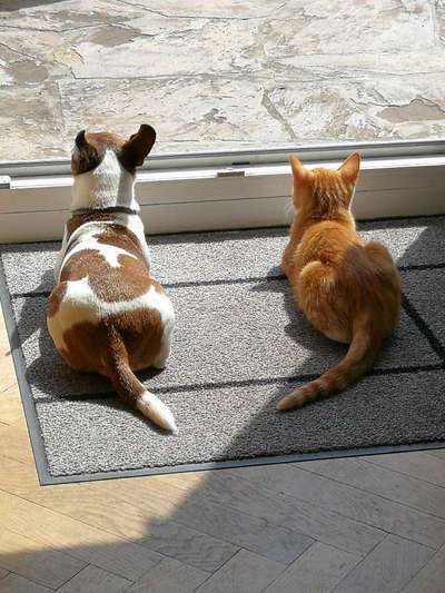 Jack Russell Terrier-Beitrag-Bild