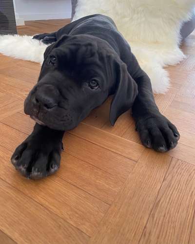 CHALLENGE NR. 19 - Der Hundeblick-Beitrag-Bild