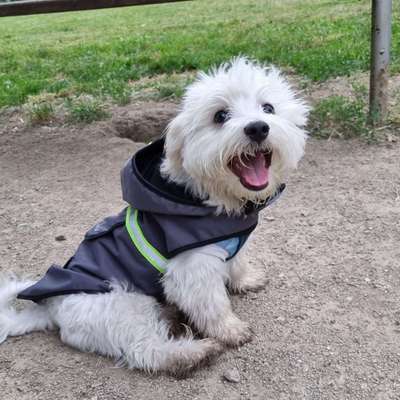 Hundetreffen-Gandalf sucht Freunde (Spielen/Gassi)-Bild