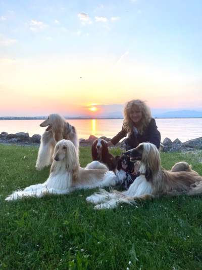 Windhunde - Treffen der besonderen Schönheiten
HERZLICH WILLKOMMEN-Beitrag-Bild