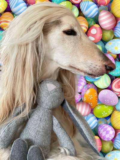 Windhunde - Treffen der besonderen Schönheiten
HERZLICH WILLKOMMEN-Beitrag-Bild