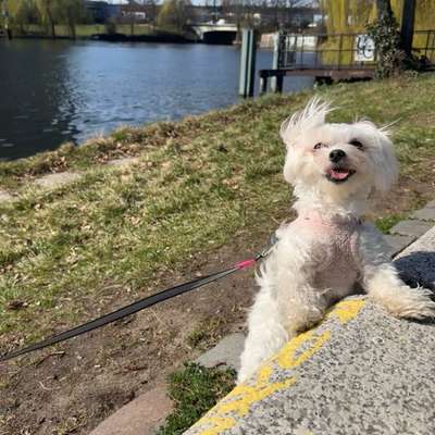 Hundetreffen-Walk date-Bild