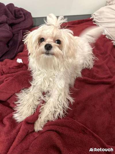 Hundetreffen-Bella is looking to make friends-Bild