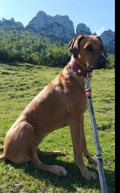 Rhodesian Ridgeback-Beitrag-Bild