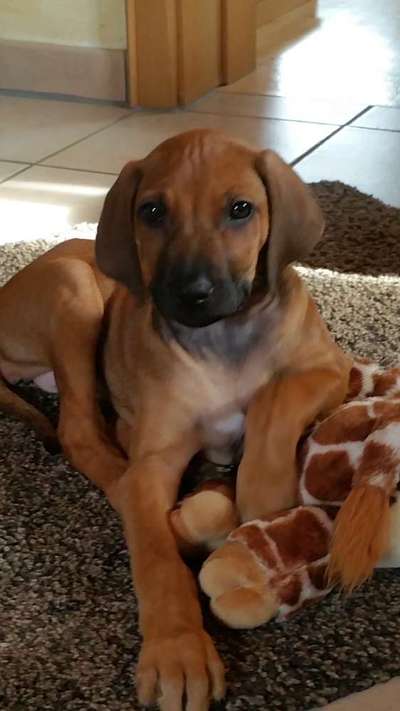 Welpen Bilder !-Beitrag-Bild