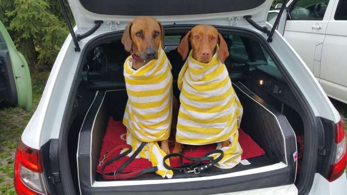 FOTOCHALLENGE 70 - Dein Hund im Auto-Beitrag-Bild