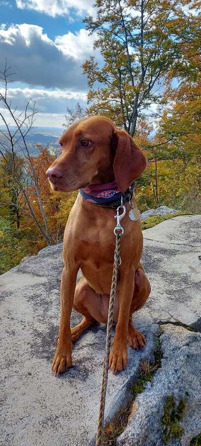 Magyar Vizsla UK-Beitrag-Bild