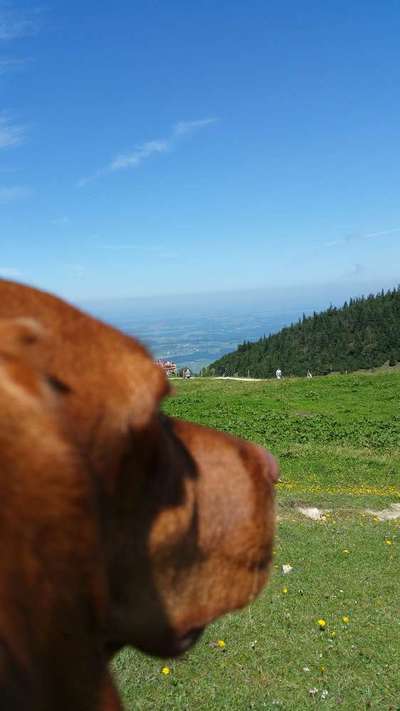 Dogorama Photo Challenge - schönster Gassiausblick-Beitrag-Bild