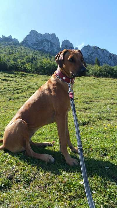 Dogorama Photo Challenge - schönster Gassiausblick-Beitrag-Bild