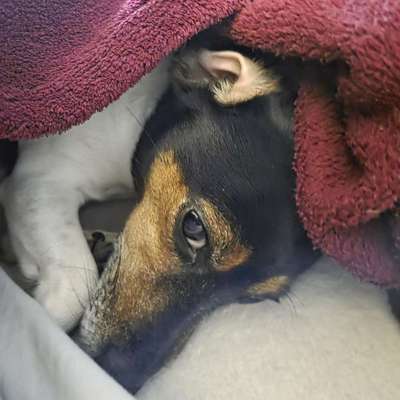 Hundetreffen-Spaziergang-Profilbild