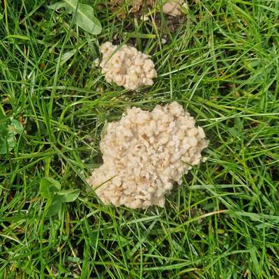 Giftköder-Möglicher Giftköder-Bild