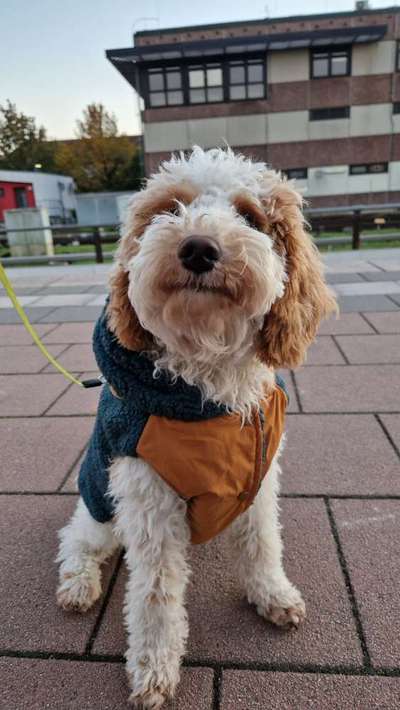 Zeigt her eure Pudel-Beitrag-Bild