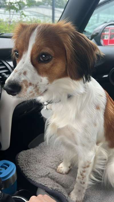 Kooikerhondje-Beitrag-Bild