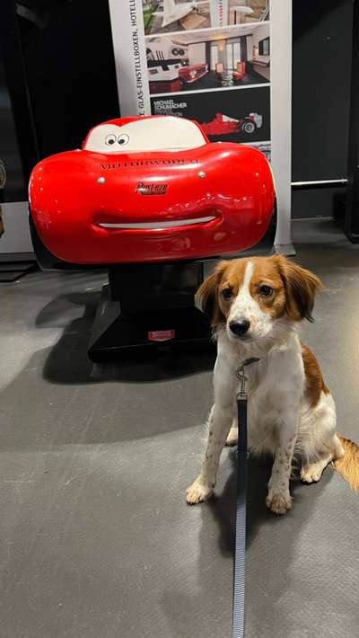 Kooikerhondje-Beitrag-Bild