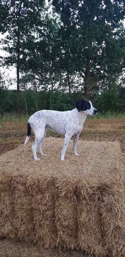 Englisch Pointer Mischlinge 🐶🐾-Beitrag-Bild