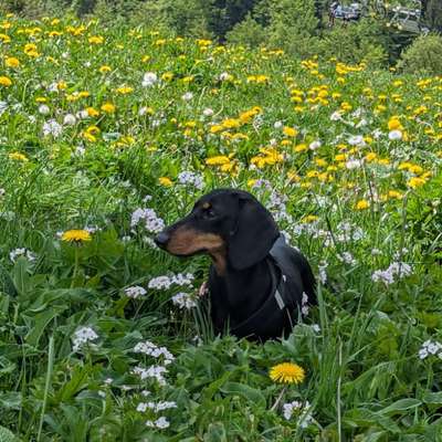 Hundetreffen-Dackel-Treff MöWa-Bild