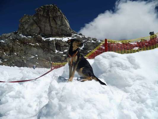 Dein Hund im Dogorama-Kalender 2021-Beitrag-Bild