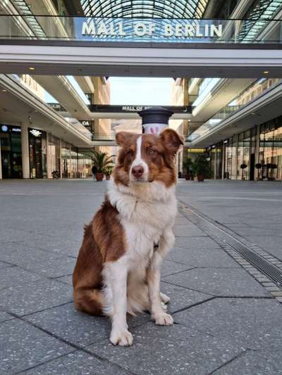 Hundetreffen-Abendliches Spielen-Bild