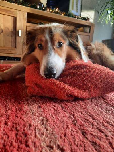 Dogorama Photo Challenge - Hundeblick zum hinschmelzen-Beitrag-Bild