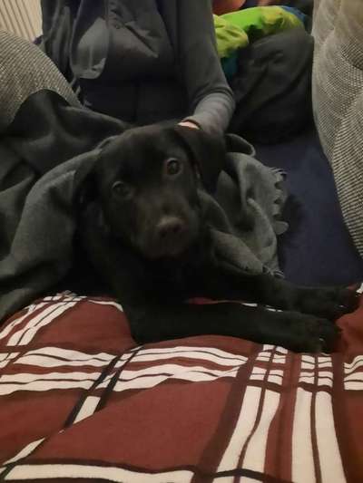 Labradorfans-Beitrag-Bild