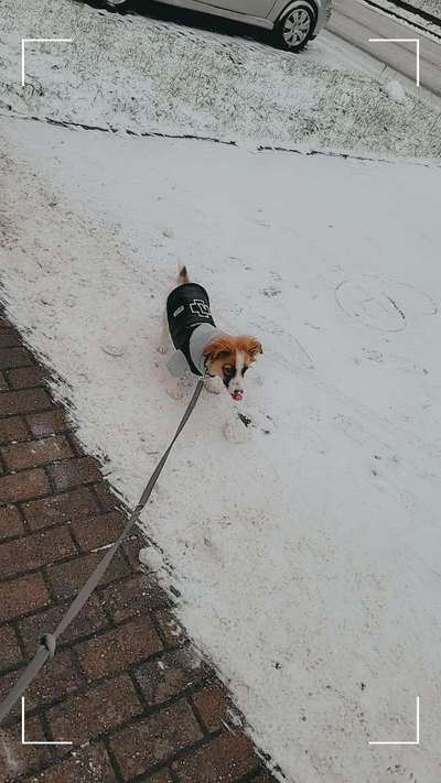 Hundetreffen-Spazieren und spielen-Bild