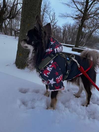 Dogorama Photo Challenge - Winterstimmung-Beitrag-Bild