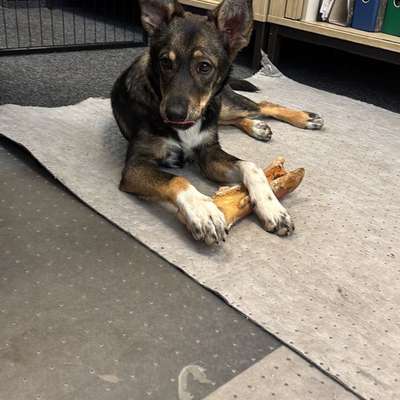 Hundetreffen-Treffen zum Gassi gehen und spielen-Bild