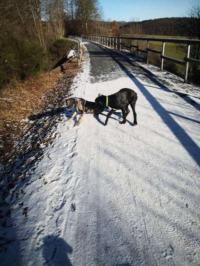 Hundetreffen-Spaziergang und Spielrunde 🐶-Bild