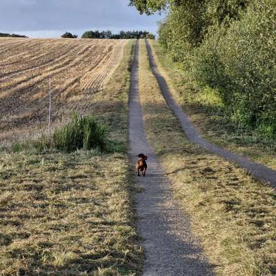 Hundetreffen-Kleinhunde Spielgruppe, bis ca. 7 kg !!!-Bild