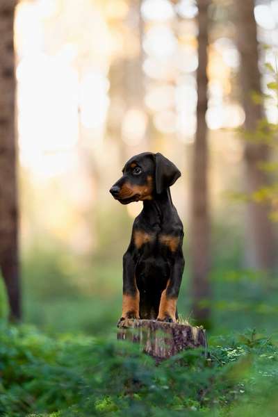 Hundetreffen-Welpen Spiel-Bild