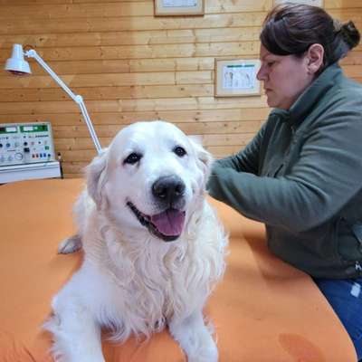 Medizinische Dienstleistungen-Tierphysiotherapie und Tierosteopathie Nadine Petzold-Bild