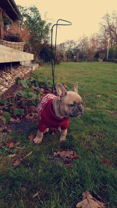 Französische Bulldoggen-Beitrag-Bild