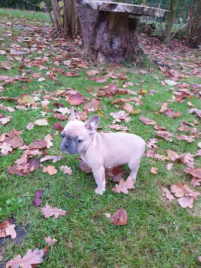 Welpen Bilder !-Beitrag-Bild