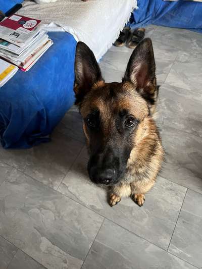 Schäferhund-Beitrag-Bild