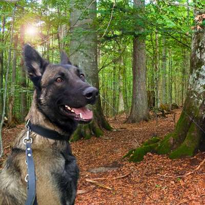 Wie kamst du zu deinem Hund?-Beitrag-Bild