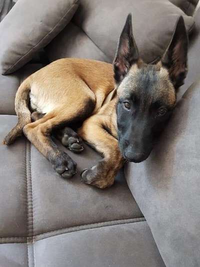 Schäferhund-Beitrag-Bild