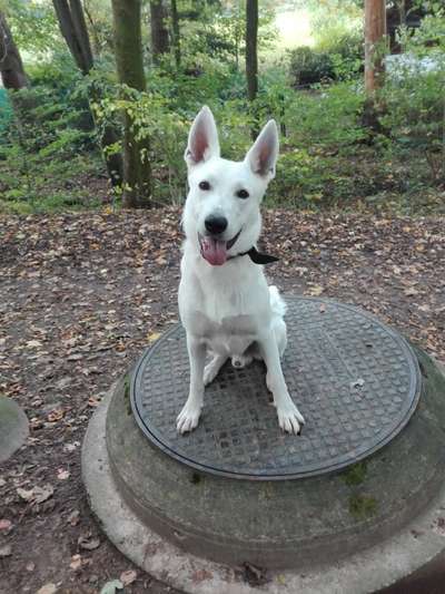 Schäferhund-Beitrag-Bild