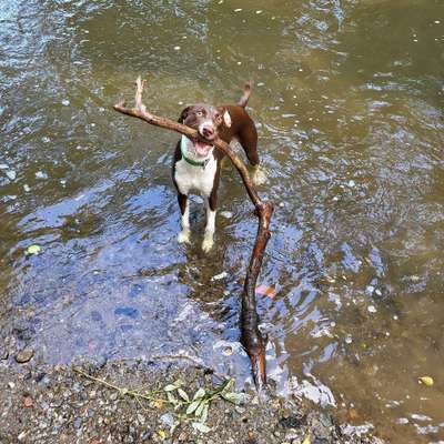 Hundetreffen-Suche Spielgefährten-Bild